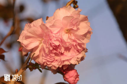 八重桜