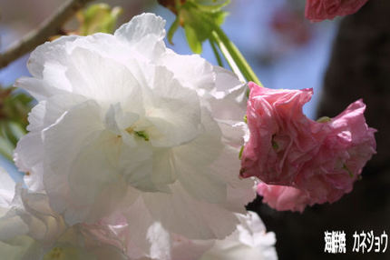 土肥　町中の桜