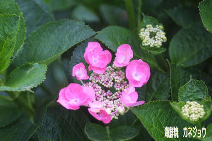 紫陽花１