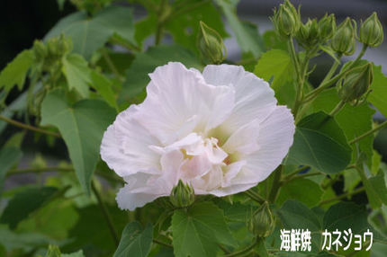 スイフヨウ酔芙蓉