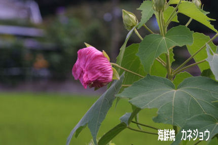 スイフヨウ酔芙蓉