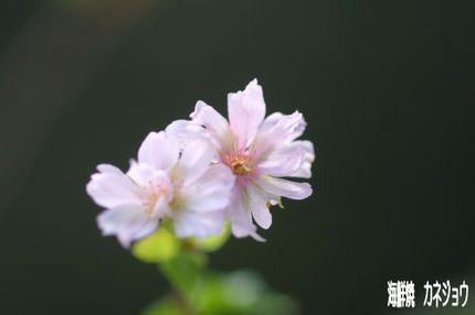 １０月桜