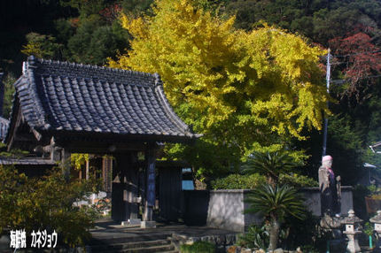 慈眼寺の大銀杏