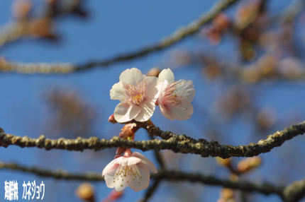 桜咲く