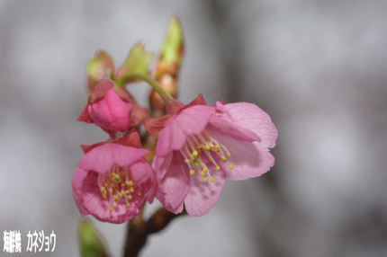 土肥桜開花