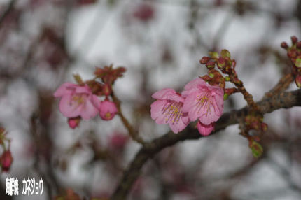 土肥桜開花