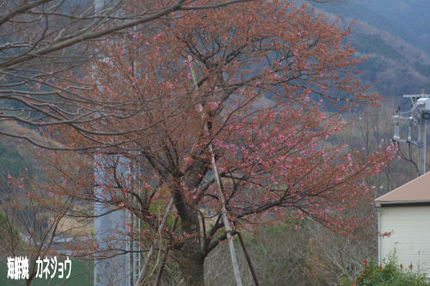 土肥桜開花