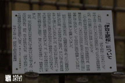 土肥桜開花