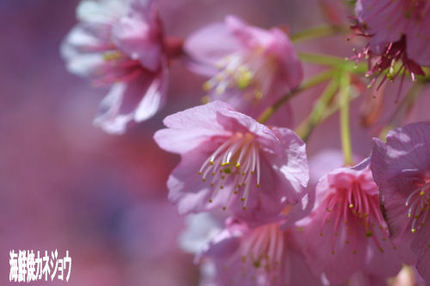 丸山公園の土肥桜