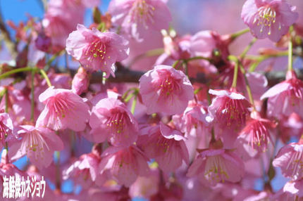 丸山公園の土肥桜