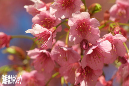 丸山公園の土肥桜