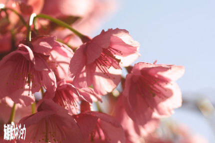 丸山公園の土肥桜