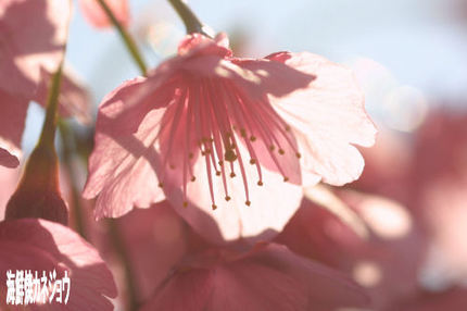 丸山公園の土肥桜