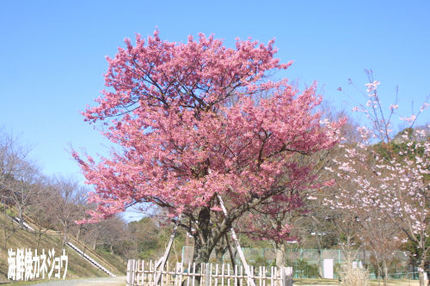 丸山公園の土肥桜