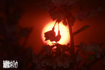 桜と夕陽