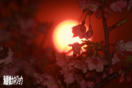 桜と夕陽