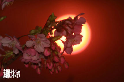 桜と夕陽