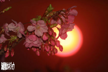 桜と夕陽