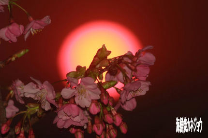 桜と夕陽