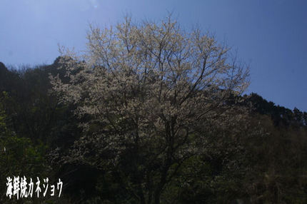 淡墨桜二世