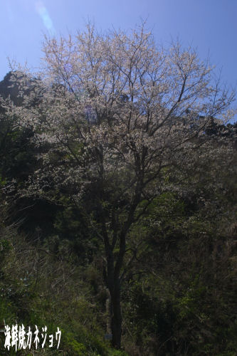 淡墨桜二世