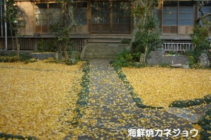 イチョウの絨毯