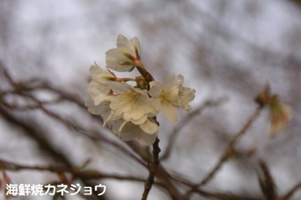 黄金崎の早咲き桜