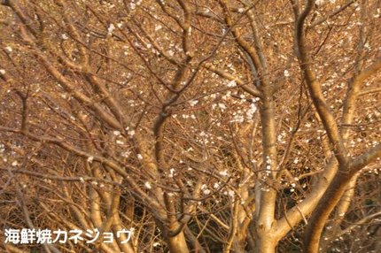 黄金崎の早咲き桜