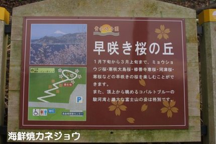 黄金崎の早咲き桜