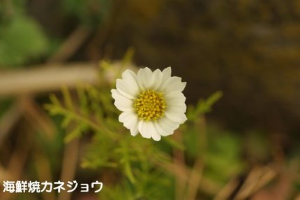 秋桜
