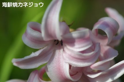 ヒヤシンス