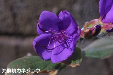 ノボタン