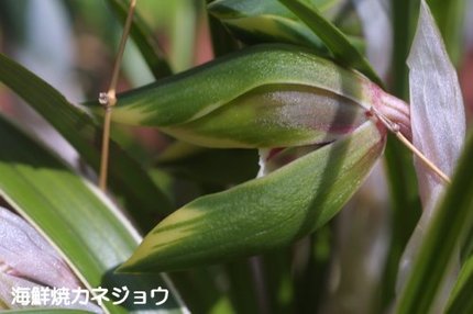 シュンラン