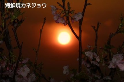 河津桜と夕陽