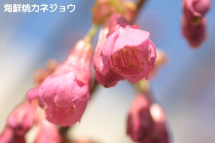八重？寒緋桜