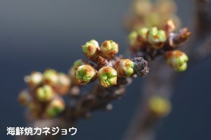 スモモ