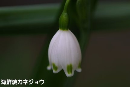 スノーフレーク