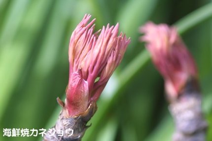 牡丹