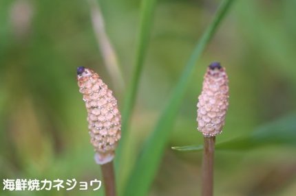 ツクシ
