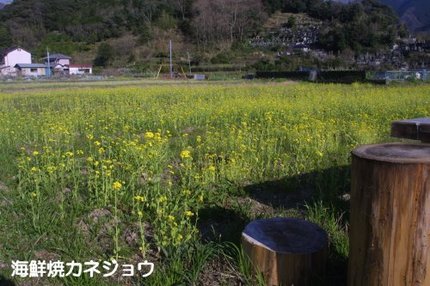 神田の菜の花畑