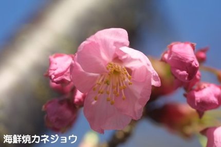 陽光桜開花