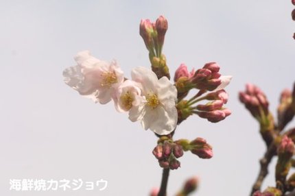 ソメイヨシノ開花状況
