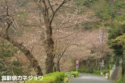 黄金崎の桜
