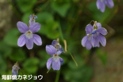 タチツボスミレ