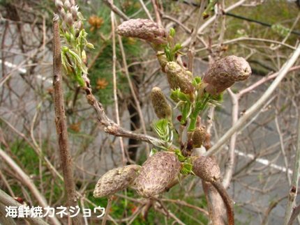 山フジのつぼみ