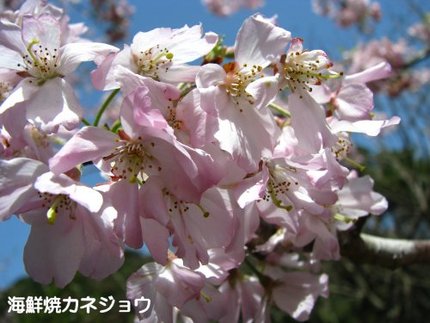 思川桜