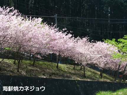 思川桜