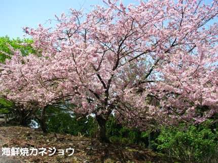 思川桜