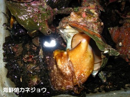 ドデカサザエ入荷