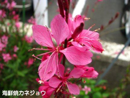 ガウラ
